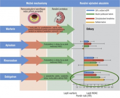Obr. 3 � Srovn�n� vlivu NOAC a warfarinu na funkce ledvin. NOAC, zvl�t� dabigatran a rivaroxaban, byly spojeny s v�znamn� ni���m rizikem ne��douc�ch ��ink� na ledviny ne� warfarin.4 Hazard ratio bylo stanoveno porovn�n�m ka�d�ho NOAC s warfarinem pomoc� inverzn� v�en� anal�zy pravd�podobnosti l��by. eGFR � odhadovan� glomerul�rn� filtrace; PAR2 � prote�zou aktivovan� receptor 2.